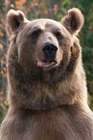 медведь Стёпа
